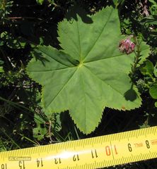 Alchemilla xanthochlora