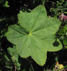 Alchemilla xanthochlora
