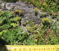 Alchemilla xanthochlora