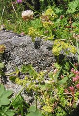 Alchemilla xanthochlora