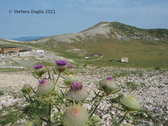 Cirsium lobelii