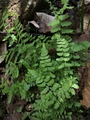 Woodsiaceae