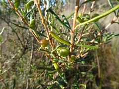 Persoonia mollis ledifolia