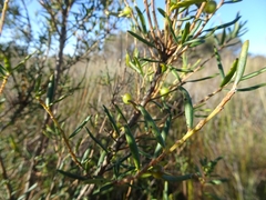 Persoonia mollis ledifolia
