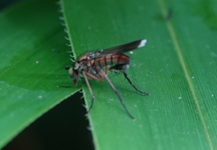Poecilobothrus nobilitatus