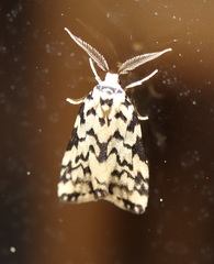 Goniosema anguliscripta