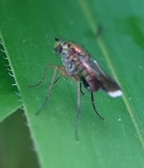 Poecilobothrus nobilitatus