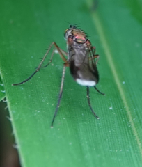 Poecilobothrus nobilitatus