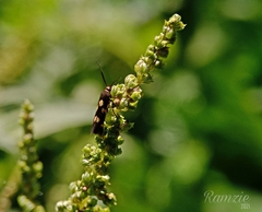 Eretmocera impactella
