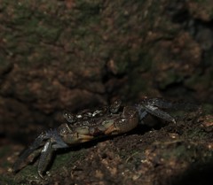 Leptarma gecko