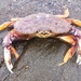 Dungeness Crab - Photo (c) Michael Chassé, some rights reserved (CC BY-NC-ND), uploaded by Michael Chassé