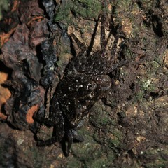 Leptarma gecko