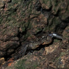 Leptarma gecko