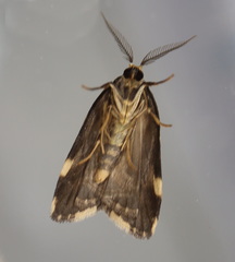 Goniosema anguliscripta