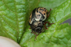 Calligrapha spiraeae