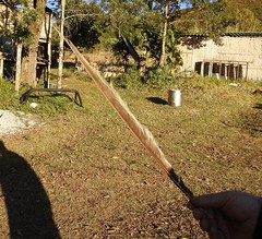 Macropsalis forcipata