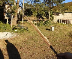 Macropsalis forcipata