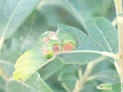 Euura pedunculi