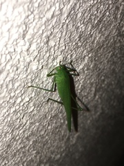 Phaneroptera falcata