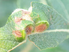 Euura pedunculi