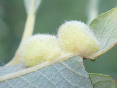 Euura pedunculi