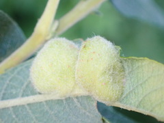Euura pedunculi