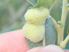Euura pedunculi
