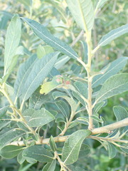 Euura pedunculi