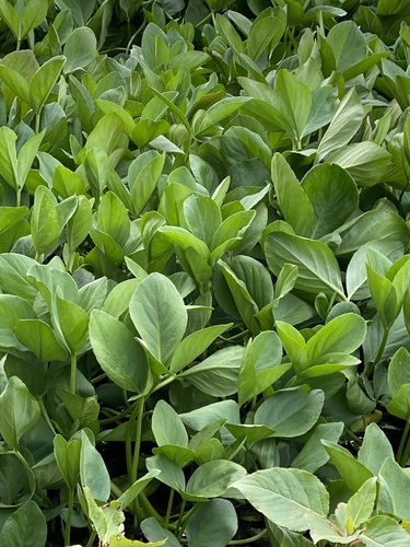 vachta trojlistá (Menyanthes trifoliata)