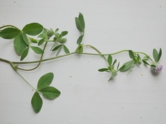 Trifolium pratense
