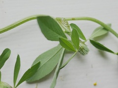 Trifolium pratense