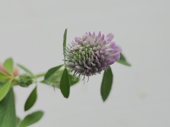 Trifolium pratense