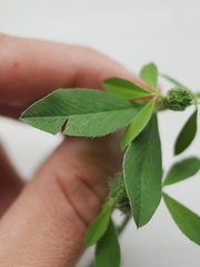 Trifolium pratense