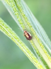 Crepidodera fulvicornis