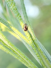 Crepidodera fulvicornis