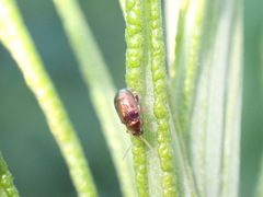 Crepidodera fulvicornis