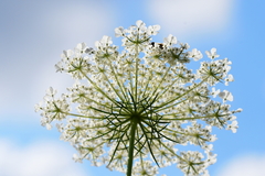 Daucus carota