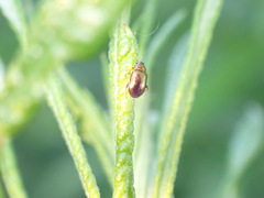Crepidodera fulvicornis