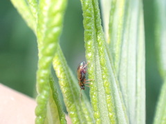Crepidodera fulvicornis