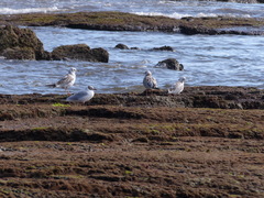 Chroicocephalus ridibundus