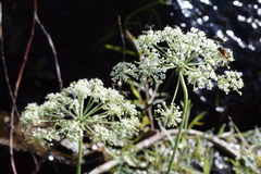 Peucedanum austriacum