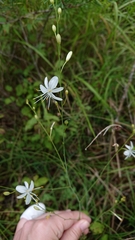 Anthericum