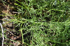 Peucedanum austriacum