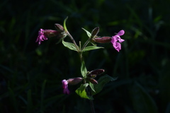 Silene dioica