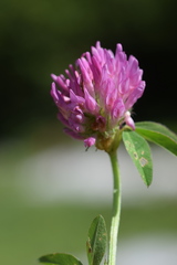 Trifolium pratense pratense