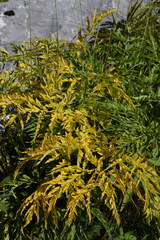 Molopospermum peloponnesiacum