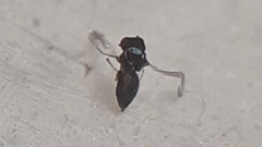 Chalcidoidea