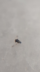 Chalcidoidea