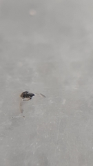 Chalcidoidea