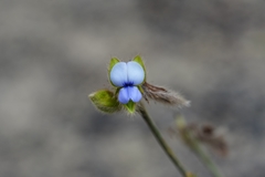 Crotalaria sessiliflora